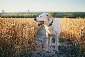 Trois astuces pour protéger son chien des fortes chaleurs en été