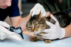 Consultation ORL chez le chat