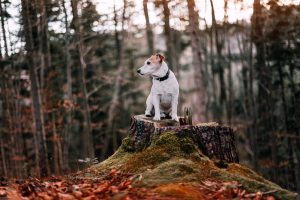 Stop a l'abandon en période de vacances : voici 4 conseils pour vous aider si vous n'arrivez plus à vivre avec votre chien