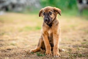Trois punitions efficaces et non violentes que vous pouvez inclure à votre arsenal éducatif pour votre chiot