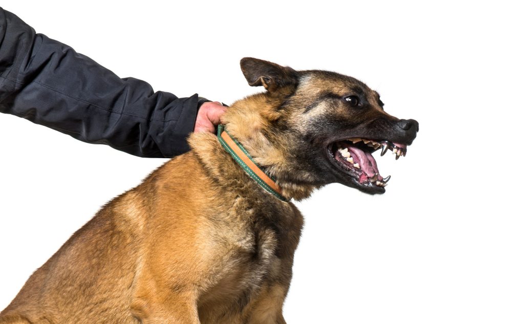 L'agressivité chez le chien : la faute au maître ou au chien ?