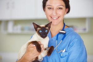 Consultation de chirurgie chez le chat