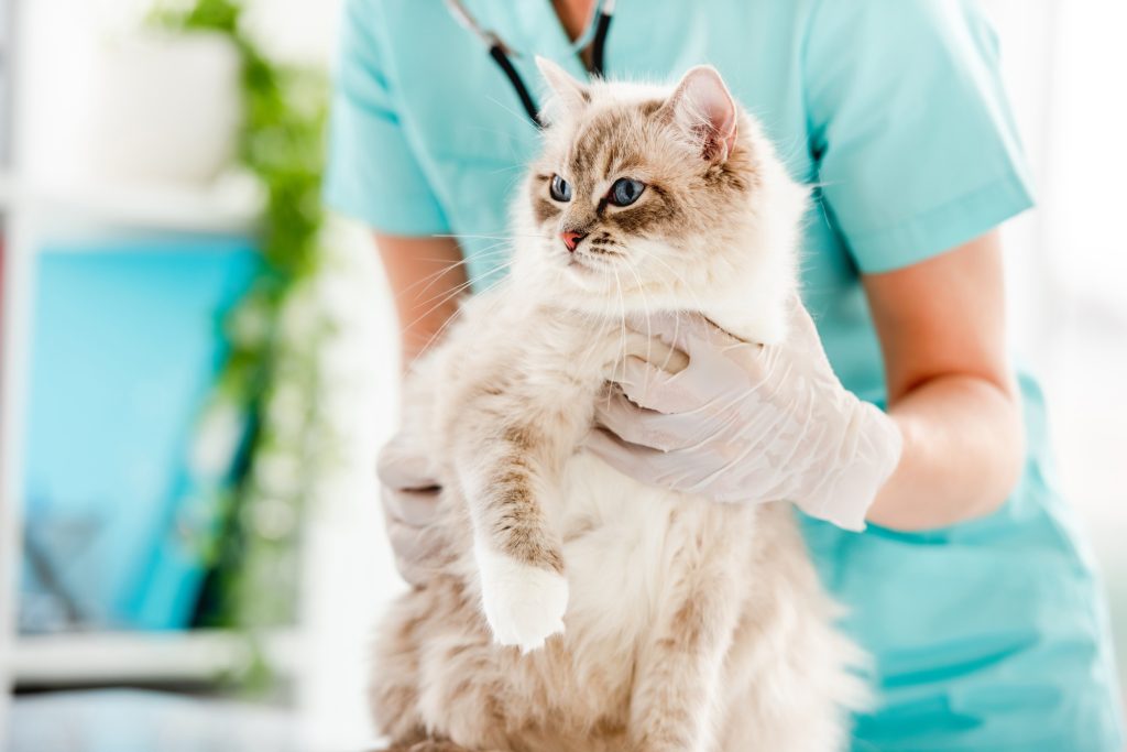 Consultation de néphrologie chez le chat