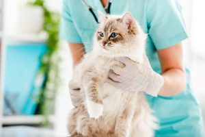 Consultation de néphrologie chez le chat