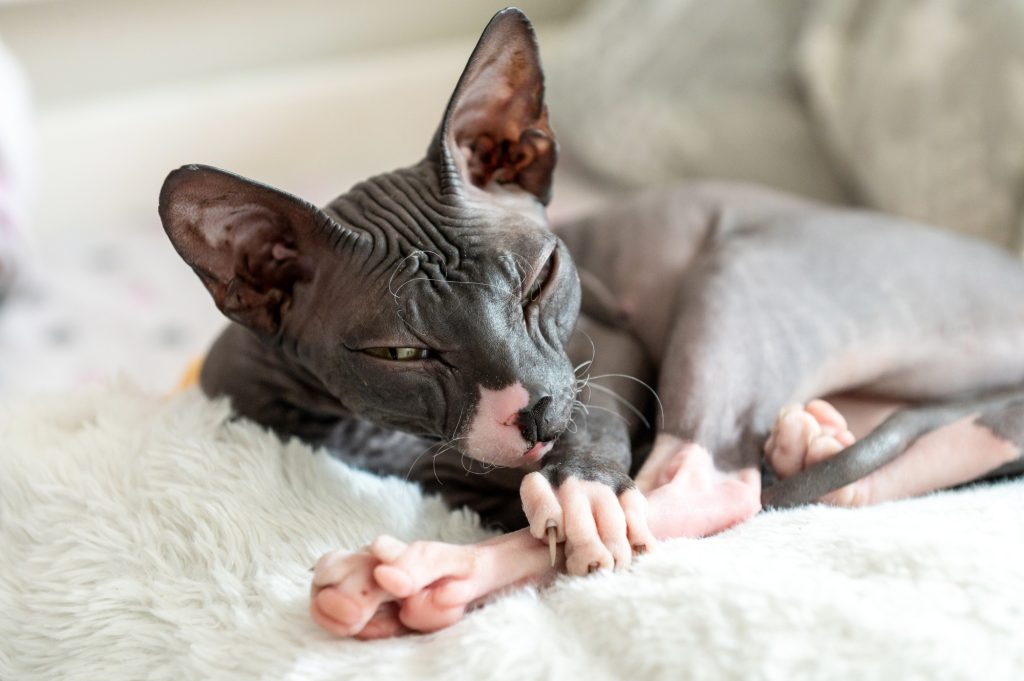 Consultation de dermatologie chez le chat
