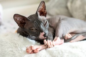 Consultation de dermatologie chez le chat