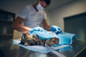 Ligature de shunt porto-systémique chez le chat
