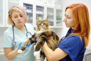 Ionogramme chez le chat