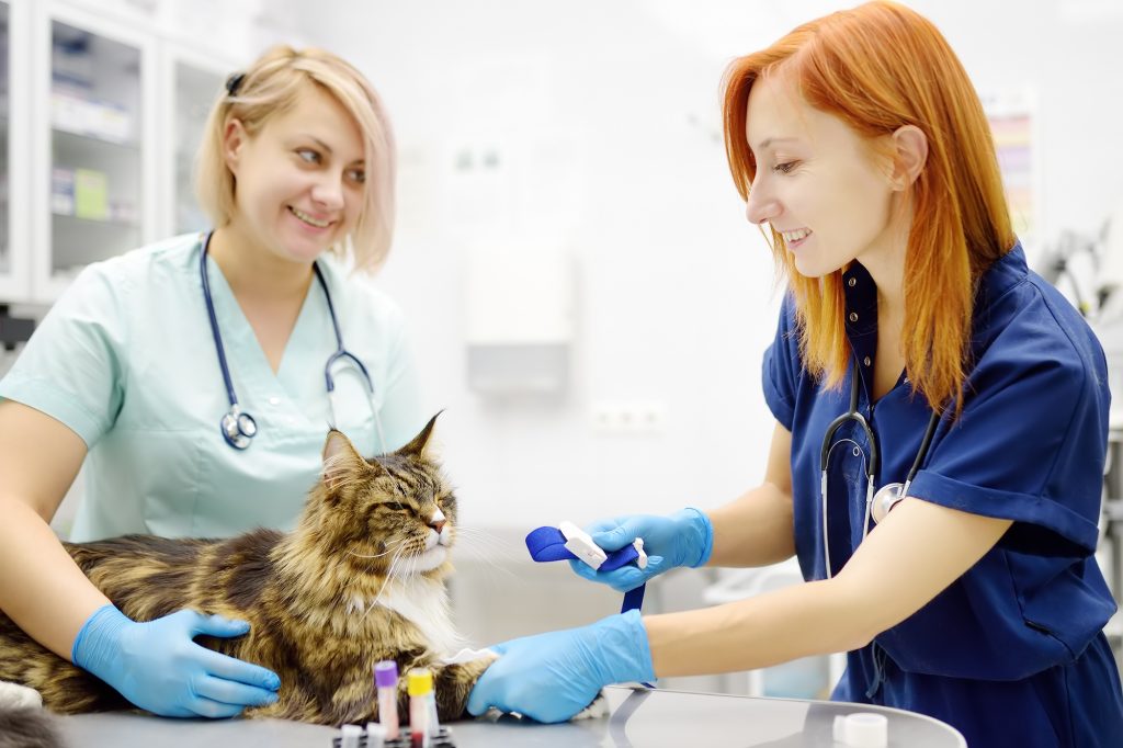 Numération-formule sanguine chez le chat