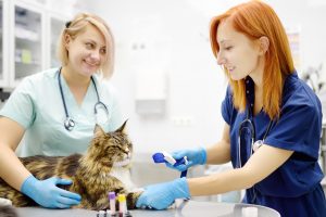 Numération-formule sanguine chez le chat