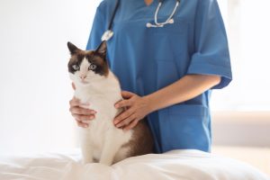 Consultation d'orthopédie chez le chat