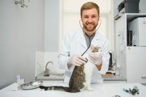 Consultation de pneumologie chez le chat