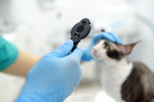 Veterinarian doctor checks eyesight of a cat of the breed Cornish Rex in a veterinary clinic