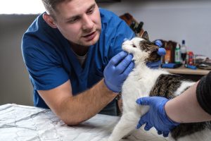 Consultation de cancérologie chez le chat