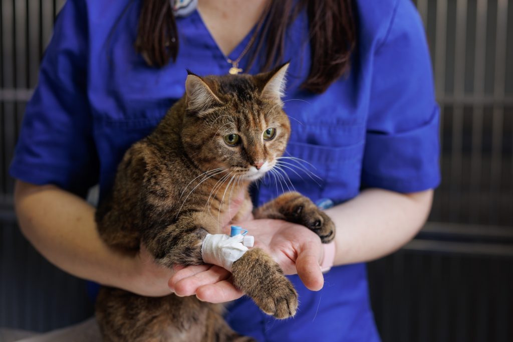 Dosage hormonal chez le chat