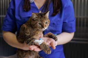 Dosage hormonal chez le chat