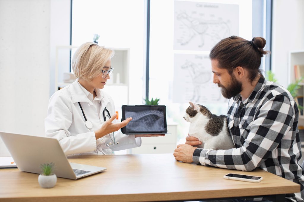 Ostéosynthèse chez le chat