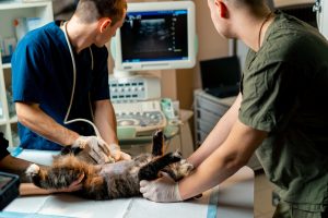 Consultation d'imagerie médicale chez le chat