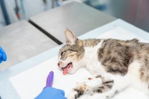 Parage d'abcès chez le chat