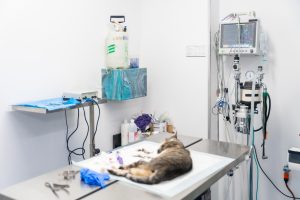 Hémi-laminectomie chez le chat