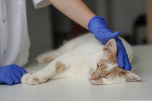 Analyse des gaz du sang chez le chat