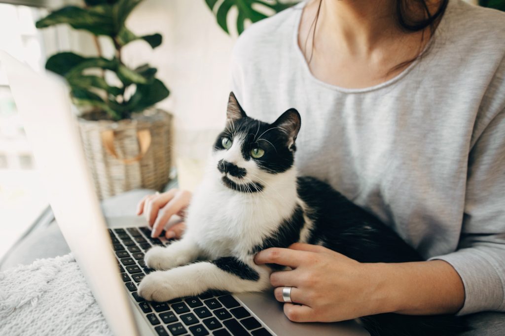 Les 4 choses à vérifier absolument avant de choisir une assurance santé pour chat