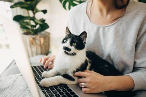 Les 4 choses à vérifier absolument avant de choisir une assurance santé pour chat