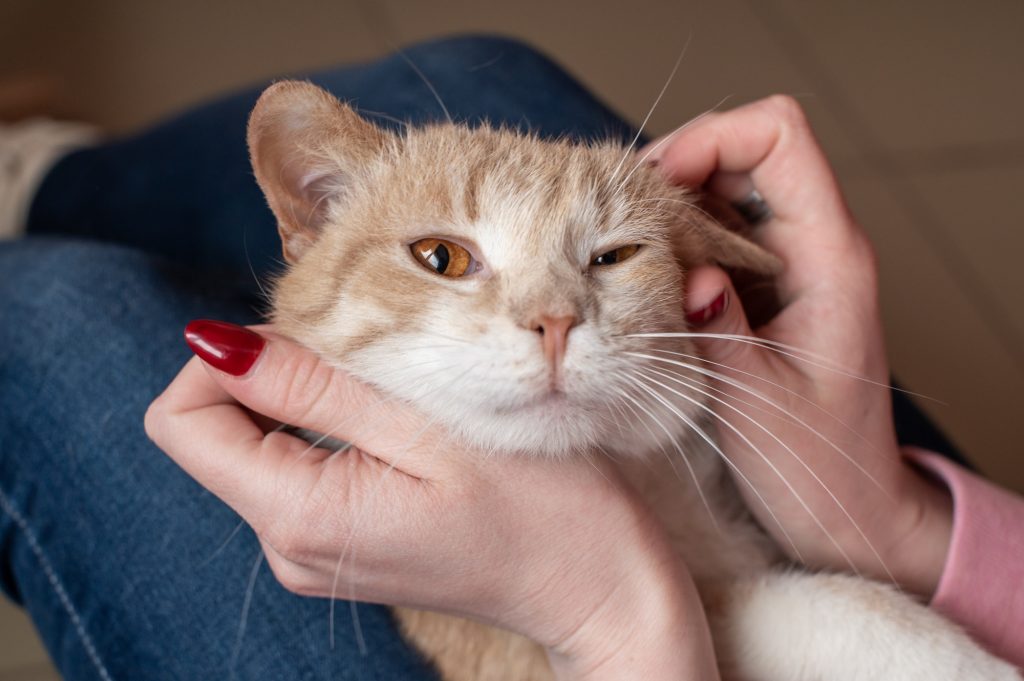 Trépanation des bulles tympaniques chez le chat