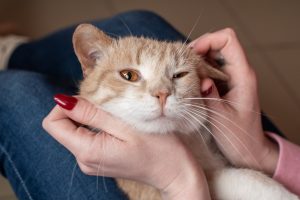 Trépanation des bulles tympaniques chez le chat