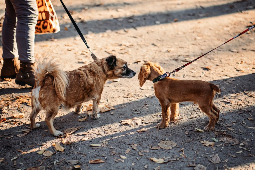 Comment gérer les rencontres de mon chien pendant les promenades ?