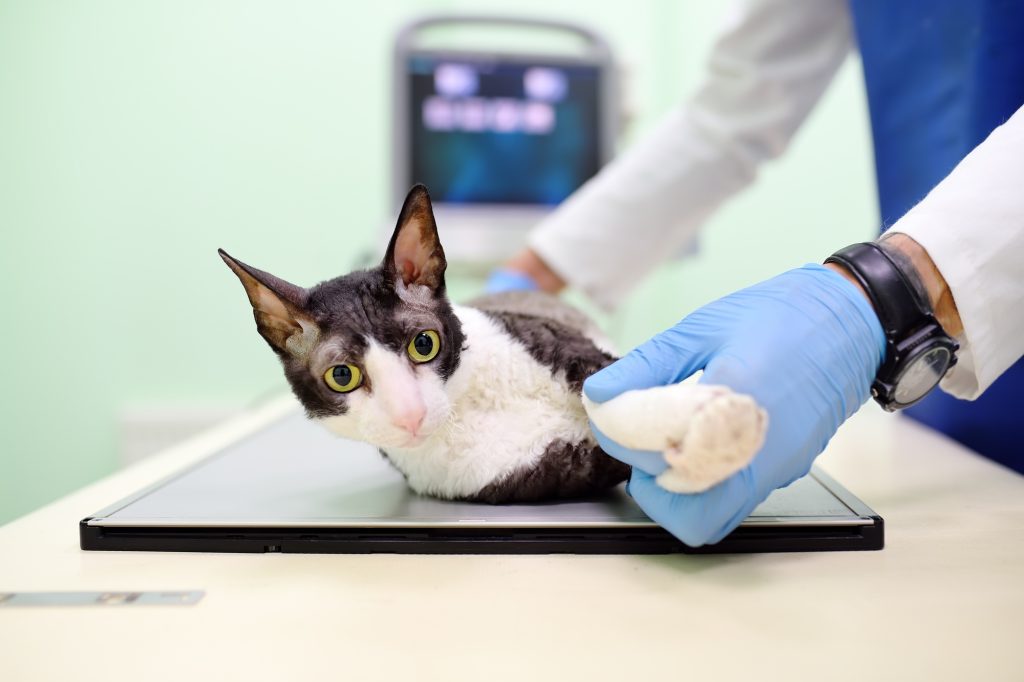 Radiologie interventionnelle chez le chat