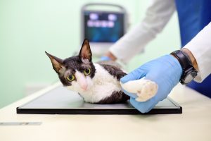 Radiologie interventionnelle chez le chat