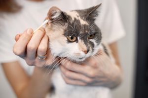 Chirurgie de l'oreille chez le chat
