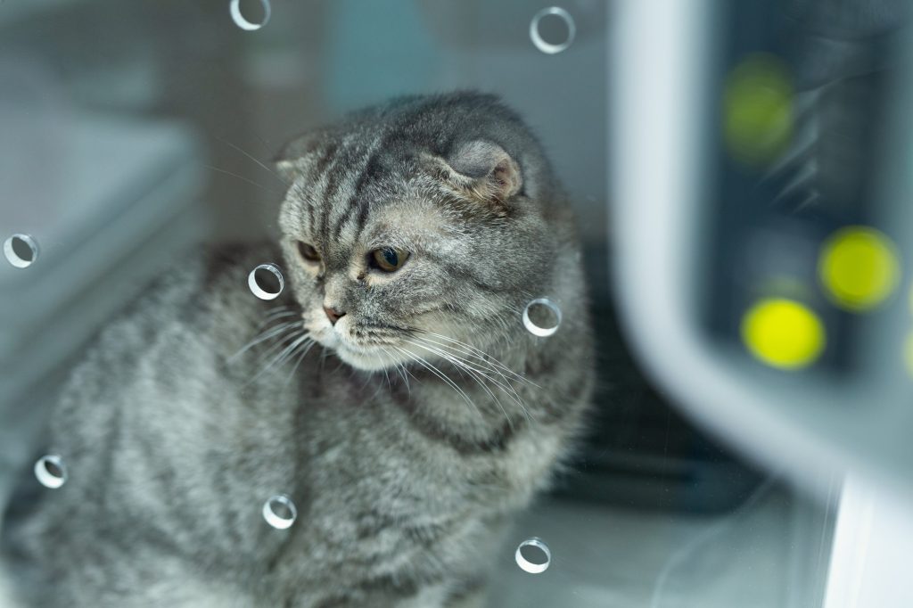 Soins intensifs chez le chat