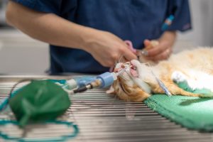 Entérectomie chez le chat