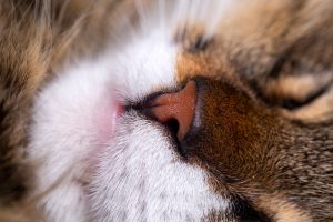 Rhinoplastie chez le chat