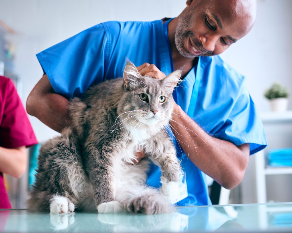 TPLO chez le chat