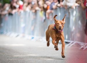 Alimentation du chien sportif : quels besoins, quelles contraintes ?