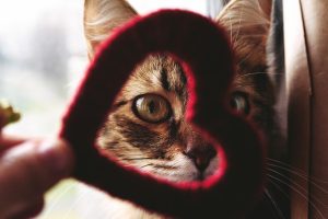 Péricardectomie chez le chat