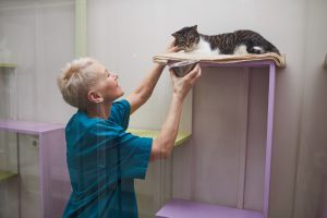 Sondage naso-œsophagien chez le chat