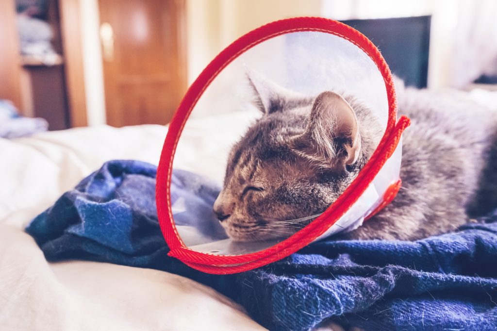 Gastropexie chez le chat
