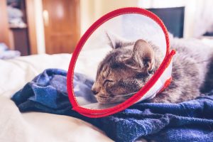 Gastropexie chez le chat