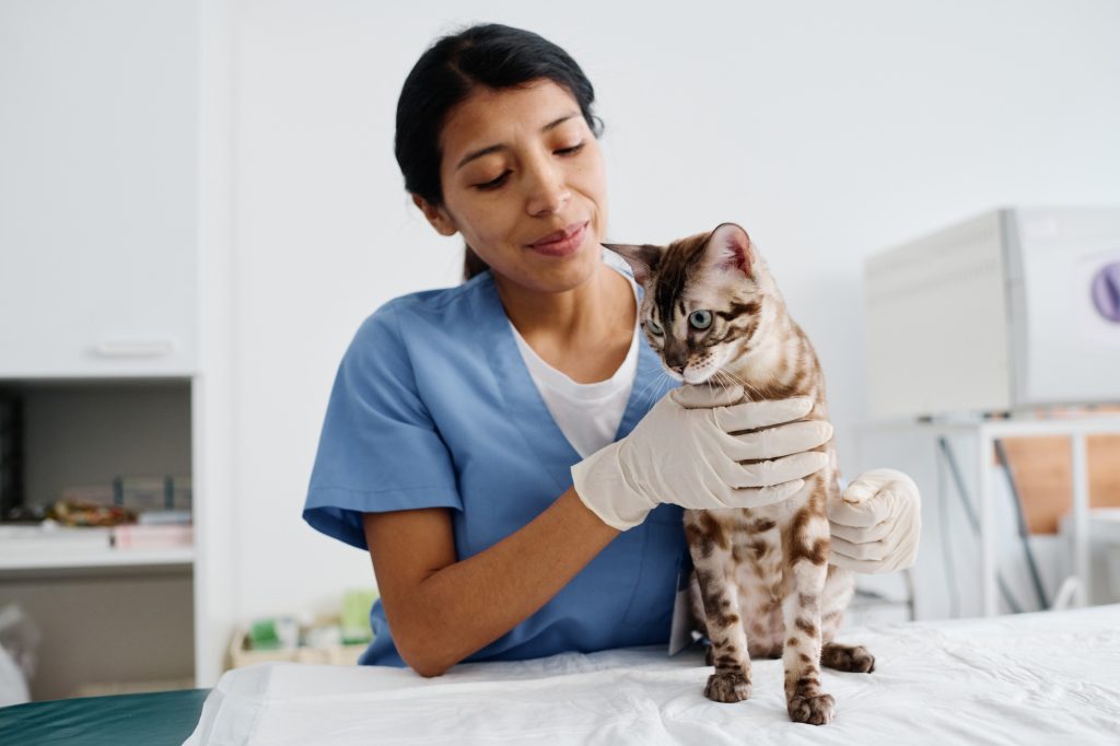 Exérèse tumorale chez le chat