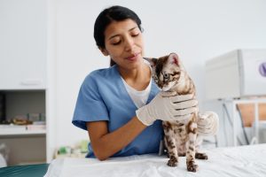 Exérèse tumorale chez le chat