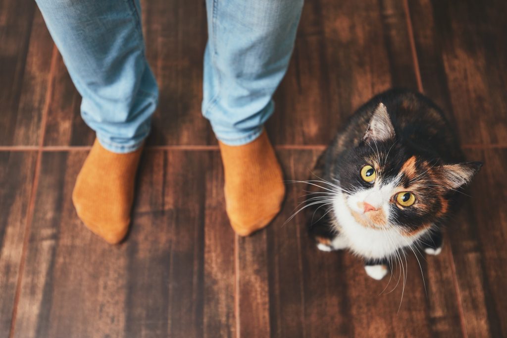 Mon chat peut-il être dominant ?
