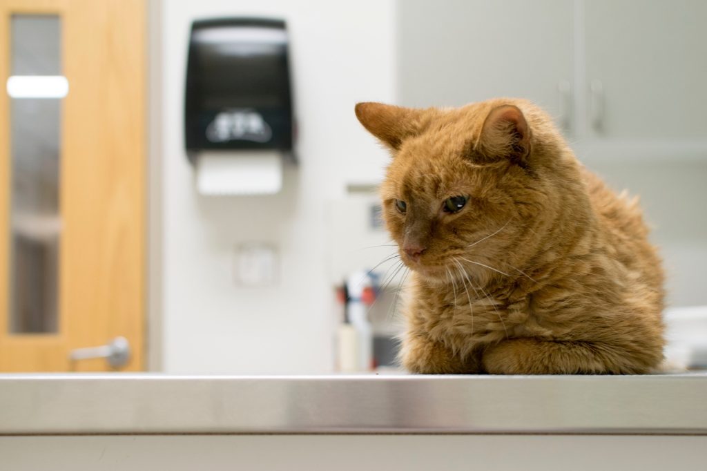 Pose de drain thoracique chez le chat