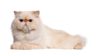Correction du syndrome brachycéphale chez le chat
