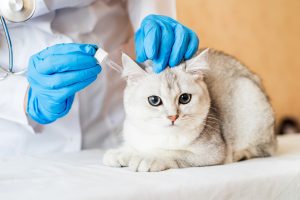 Abaissement du conduit auditif externe chez le chat