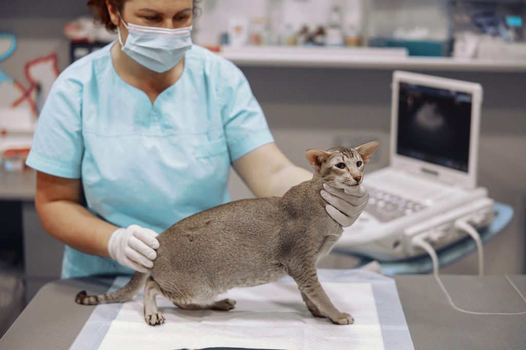 Réanimation chez le chat