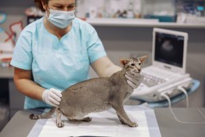 Réanimation chez le chat